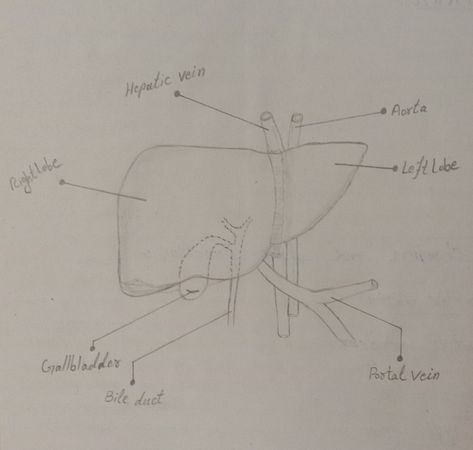 Human Liver Drawing, Liver Diagram, Anatomy Notes, Biology Diagrams, Human Liver, Easy Doodles, Doodles Drawings, Anatomy Sketches, Medical Knowledge