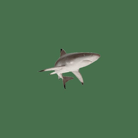 Shark Widget Icon, Shark Themed Phone, Cute Icons White Background, Shark Icons For Apps, Aquarium Widget, Katlin Core, Shark App Icon, White Background Icons, Shark Widget