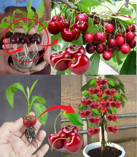 How to grow the cherry tree at... - Growth garden insight Cherry Fruit Tree, Growing Cherry Trees, Growing Chives, Growing Garlic, Home Tricks, Container Planting, Organic Home, Cherry Trees, Cherry Fruit