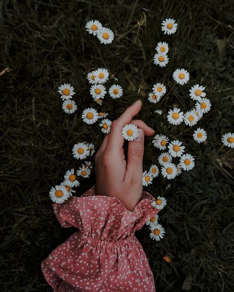 Love little daisies popping up all over the garden🌿 . When I mow the lawn I tend to leave the patches where the daisies and buttercups are,… To Leave, Flower Power, The Garden, Lawn, Daisy, On Instagram, Instagram