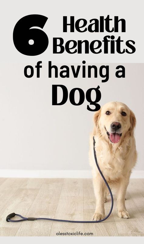 health benefits of having a dog Wellness Day, Owning A Dog, Health Blogs, Pet Tips, Dog Foods, Dog Health Tips, Pet Ideas, Dog Essentials, Mini Goldendoodle