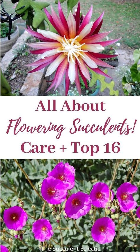 Succulents That Flower, Flowering Succulents Plants, Cold Hardy Succulents, Succulent Ground Cover, Grafted Cactus, Succulent Outdoor, Succulent Projects, Hardy Succulents, Green Pumpkins