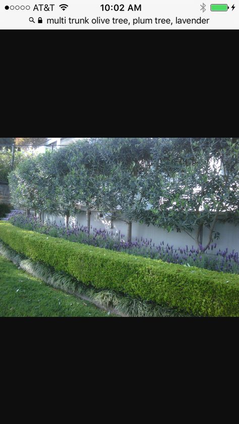 Olive trees, lavender, box woods Olive Trees Landscape, Front Garden Ideas Driveway, Garden Ideas Driveway, Small Front Gardens, Driveway Landscaping, Front Garden Design, Lavender Garden, Mediterranean Garden, Olive Trees