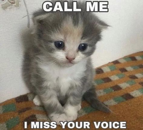 Cat Pictures Cute, I Miss Your Voice, Silly Cats Pictures, Silly Pictures, Cute Memes, Cute Texts, Funny Cute Cats, Silly Cats, Full Spectrum