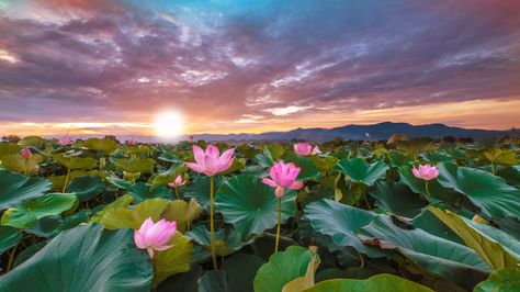 Lotus Flowers Photography, Sunrise Over Water, Lotus Landscape, Indian Lotus, Lotus Image, Colorful Sky, Alone In The Dark, Coloring Inspiration, Art Landscapes