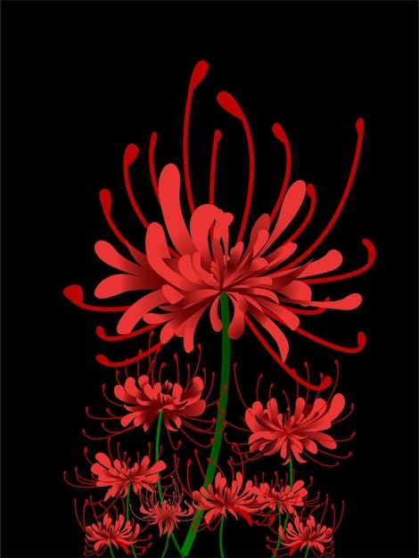 Higanbana the lily spider | Premium Vector #Freepik #vector #flower #lily #black-background #dahlia Spider Lily, Vector Photo, Drawing Tutorial, Pattern Art, Dahlia, Black Background, Premium Vector, Art Ideas, Graphic Resources