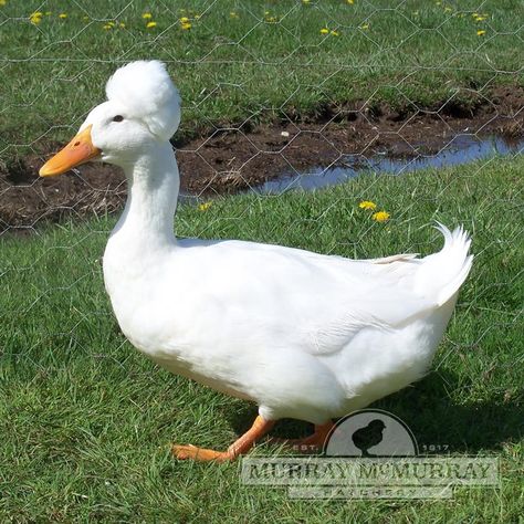 Murray McMurray Hatchery - Waterfowl Harlequin Duck, Types Of Duck Breeds, Muscovy Ducks Raising, Welsh Harlequin Duck, Geese Breeds, Poultry Equipment, Duck Breeds, Muscovy Duck, Day Old Chicks