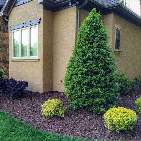 Oakland Holly Oakland Holly, Sky Pencil Holly, Thuja Green Giant, Box Wood Shrub, Privacy Hedge, Privacy Trees, Holly Tree, Specimen Trees, Plants For Sale