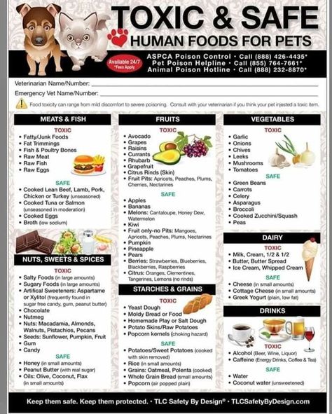 Toxic Foods For Dogs, Human Food For Dogs, Foods Dogs Can Eat, Pet Nutrition, Raw Dog Food Recipes, Healthy Dog Food Recipes, Human Food, Dog Care Tips, Pets Dogs