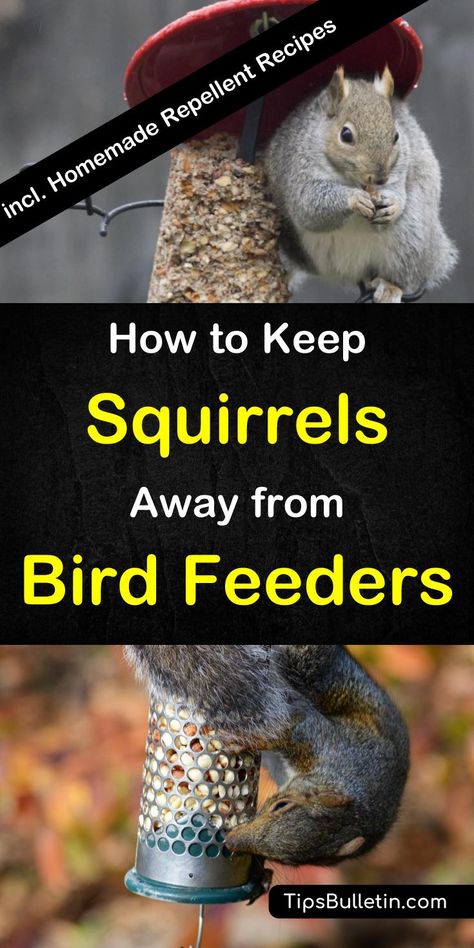 How to keep squirrels away from bird feeders - including recipes for DIY squirrel repellent spray. Covers DIY bird feeders and multiple alternative ways to repel squirrels from your hanging or pole bird feeder. Squirrel Deterrent Bird Feeders, How To Keep Squirrels Out Of Bird Feeder, Keep Squirrels Out Of Bird Feeders, Squirrel Proof Bird Feeder Diy, Repel Squirrels, Squirrel Deterrent, Feeding Squirrels, Squirrel Repellant, Squirrel Repellent