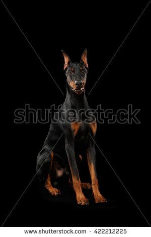 Doberman Pinscher Dog Sitting and Looking in Camera on isolated Black background, Front view Doberman Shepherd, Mini Doberman, Doberman Pinscher Puppy, Doberman Pinscher Dog, Pinscher Dog, Doberman Puppy, Doberman Pinscher, Dog Sitting, Front View