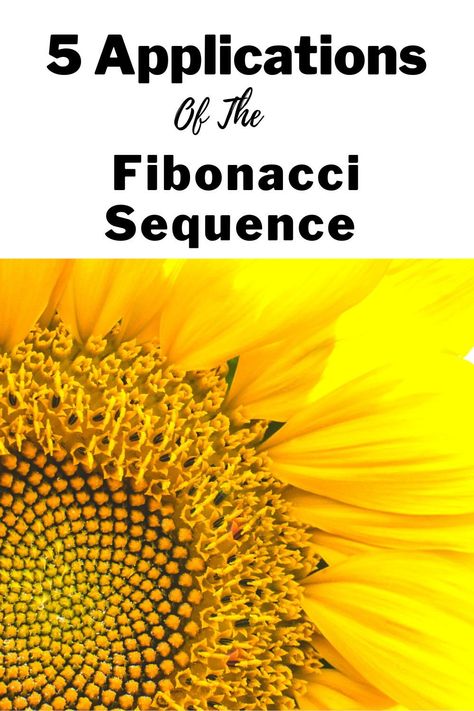 Fibonacci Sequence Art, Golden Ratio In Nature, Fibonacci Sequence In Nature, Fibonacci Spiral Art, Leonardo Fibonacci, Golden Ratio Art, Golden Ratio Spiral, Fibonacci Art, Fibonacci Golden Ratio