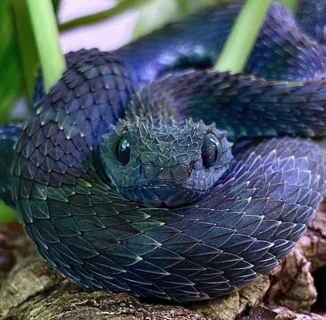 Pictures Worth More Than 1000 Words (23 images) - I Can Has Cheezburger? Cute Snakes, Danger Noodles, Regnul Animal, Pretty Snakes, Blue Snake, Cute Reptiles, Cute Snake, Beautiful Snakes, Pet Snake