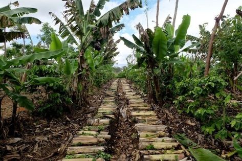 Insights from Miyawaki Method and Syntropic Farming | Orchard of Flavours Farm To Fork, Farm Visit, Carbon Sequestration, Forest Fruits, Farm Store, Food Forest, Organic Produce, Local Farm, Soil Improvement