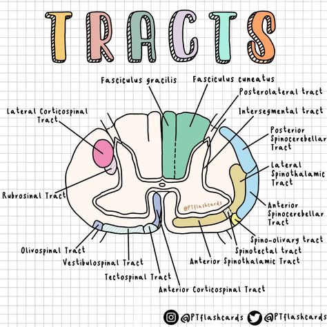 Neuroanatomy Notes, Neuroscience Notes, Anesthesia School, Spinothalamic Tract, Nervous System Anatomy, Physical Therapy School, Physical Therapy Assistant, Medicine Studies, Basic Anatomy And Physiology