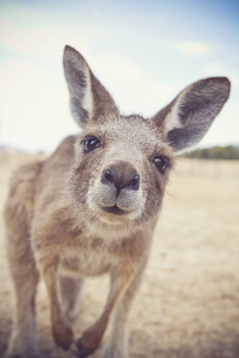 Kangaroo checking out the camera Australian Animals, Animal Tattoos, Sweet Animals, Animal Planet, The Animals, Animal Photo, Nature Animals, 귀여운 동물, Cuteness Overload