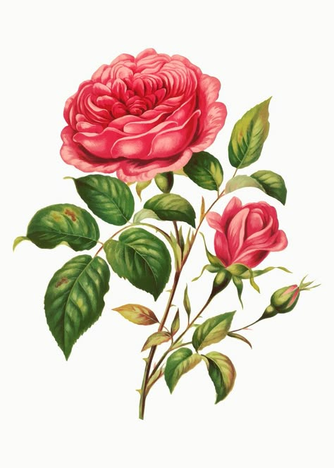 Vintage rose flower botanical illustration vector, remix from artworks by L. Prang & Co. | premium image by rawpixel.com Leaf Illustration, Spring Roses, Botanical Illustration Vintage, Illustration Botanique, Rose Photo, Plant Images, Rose Frame, Roses Drawing, Fruit Illustration