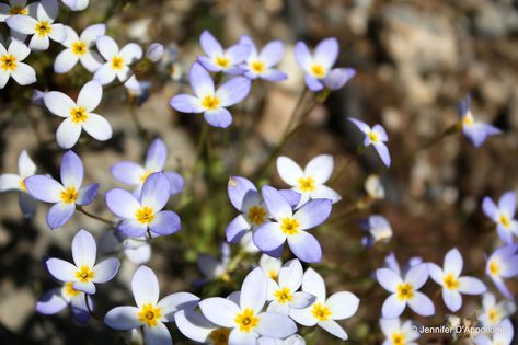 Azure Bluet Flower, Appalachian Wildflowers, Stunning Flowers, University Of Maine, Culinary Herbs, Nothing But Flowers, Wild Blueberries, Ground Cover Plants, Plant Species