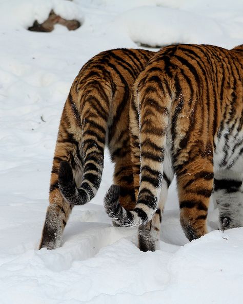 Tail Aesthetic, Tiger Reference Photo, Tiger Athstetic, Tiger Curled Up, Sustained Investigation, Tiger Tails, Tiger In Forest, Tiger Tail, Tiger In Water Photography