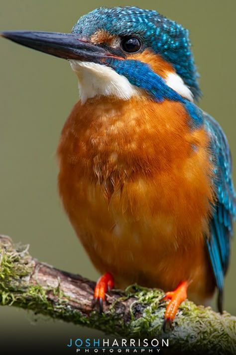 Kingfisher Bird Photography, Kingfisher Photography, Laughing Kookaburra, Wild Birds Photography, Birds Photos, Orange Birds, History Photography, Colourful Birds, Kingfisher Bird