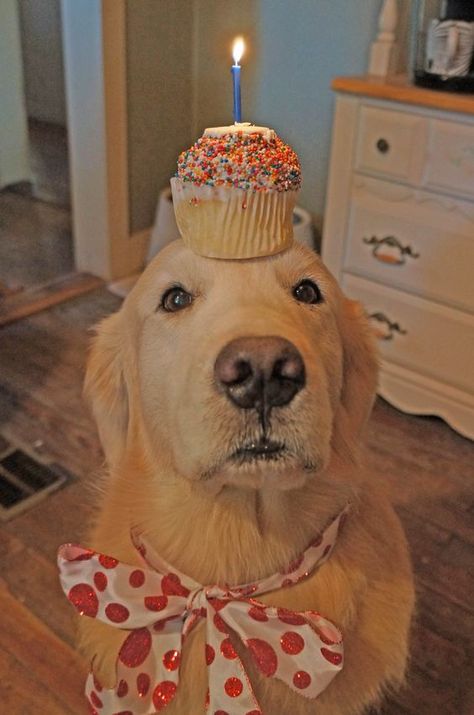 Birthday Boy..<3 Happy Birthday Dog Pictures, 9th Birthday Party Ideas, Happy Birthday Puppy, Golden Retriever Birthday, 9th Birthday Party, Best Names, Happy Birthday Dog, Golden Puppies, Birthday Dog