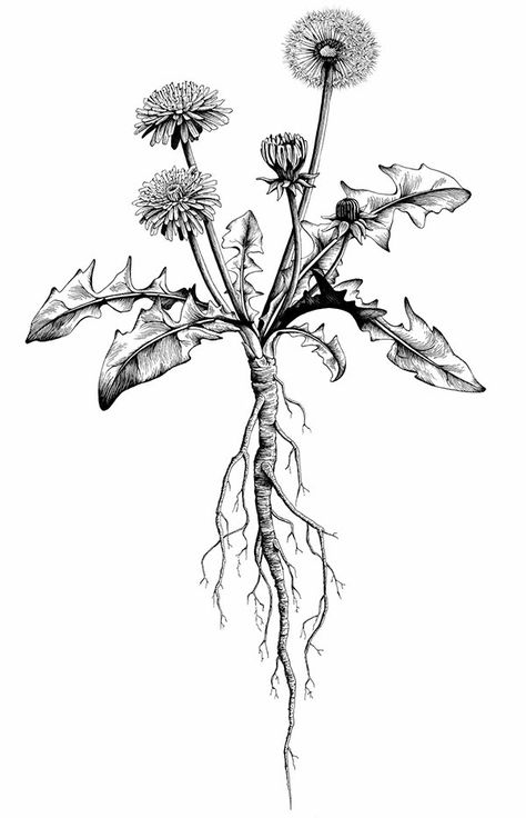 Dєŋʈ ∂є ᏝįᎧŋ Roots Drawing, Botanisches Tattoo, Dandelion Tattoo Design, Dandelion Drawing, Roots Tattoo, Dandelion Plant, Dandelion Tattoo, Plant Tattoo, Botanical Tattoo