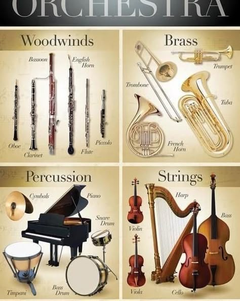 Orchestra Poster, Instruments Of The Orchestra, Music Theory Piano, Music Terms, Instrument Families, Drum Instrument, Violin Design, Brass Instrument, Instruments Art