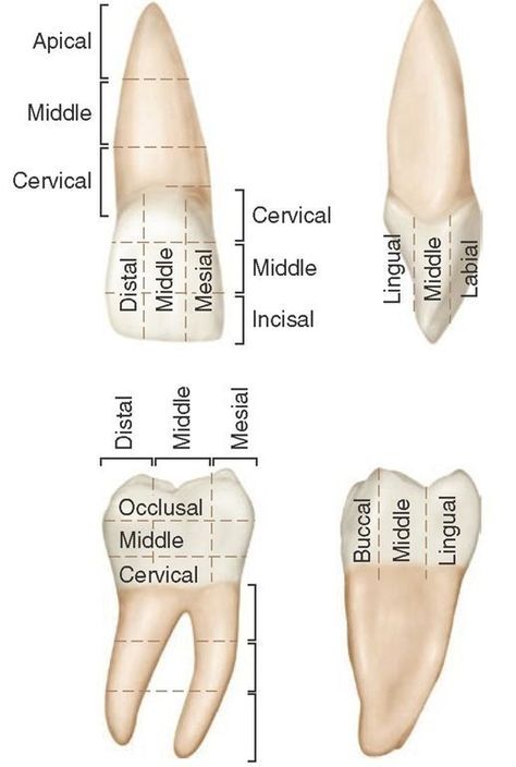 #Dentaltown #DentalAnatomy Dental Assistant Study Guide, Anatomy Dental, Dental Terminology, Dental Assistant School, Dental Hygienist School, Dental Assistant Study, Dental Hygiene Student, Dental World, Kedokteran Gigi