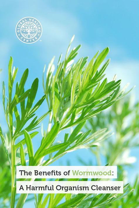 Benefits Of Wormwood, Mugwort Benefits, Wormwood Benefits, Herb Benefits, Medical Herbs, Holistic Living, Abdominal Pain, Absinthe, Homeopathy