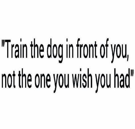 Agility Quotes, Zoomies Dog Quote, Dog Training Quotes Funny, Dog Training Quotes, Gsd Dog Quotes, Dog Agility Quotes, Trainer Quotes, Dog Education, Pets Stuff