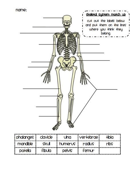 skeletal system match up.pdf - Google Drive Anatomy Worksheets, Skeletal System Activities, Body Systems Worksheets, Skeletal System Worksheet, Human Body Worksheets, Human Skeletal System, The Skeletal System, No Bones About It, Schoolhouse Rock