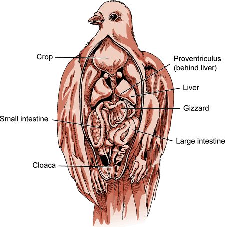 Bird organs Animal Organs, Veterinary Radiology, Vet Nursing, Anatomy Organs, Physical Characteristics, Organ System, Figure Sculpture, Animal Health, Radiology