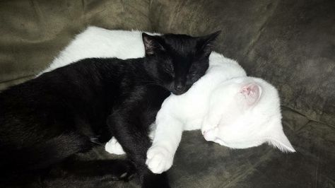 Black Cat X White Cat, Cats Cuddling, Two Black Cats, Black And White Cats, White And Black Cat, Heartwarming Photos, Cat Couple, Adorable Kittens, Cute Romance