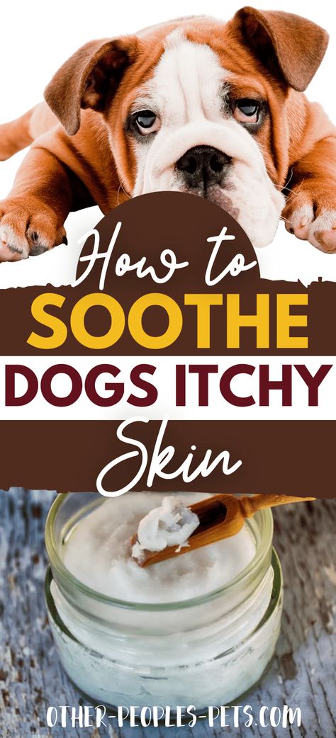 Soothe Dogs Itchy Skin | Other People's Pets Dog Dry Skin Remedy, Dog Rash, Dog Allergies Remedies, Itch Relief Skin, Itchy Dog Skin, Itchy Skin Remedy, Dog Dry Skin, Dog Skin Allergies, Essential Oils Dogs