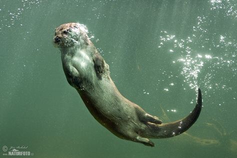 Otter (Lutra lutra) Otter Underwater, Otter Swimming, Otter Tattoo, Otter Art, Otter Love, Totem Animal, Animal Puns, River Otter, Animal Study