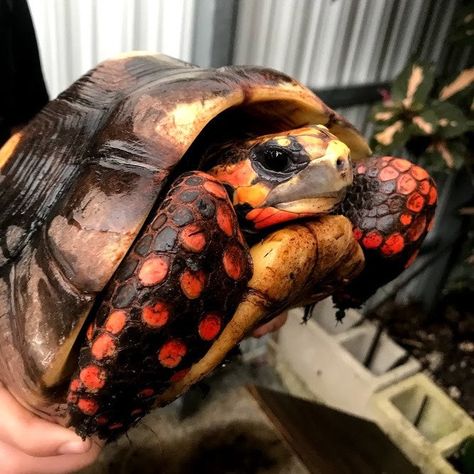 Redfoot Tortoise Care Guide - Enclosure, Diet, Handling & More Redfoot Tortoise, Snakes For Sale, Cypress Mulch, Opuntia Cactus, Plant Saucers, Russian Tortoise, Tortoise Care, Baby Tortoise, Reptile Cage