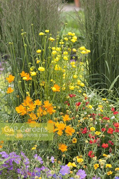 Trollius Flower, Trollius Europaeus, Globe Flowers, Plants Combination, Globe Flower, Plant Photography, Plant Combinations, Garden Features, Garden Plants