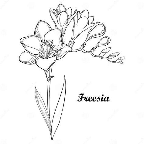 Vector Bunch with Outline Freesia Flower, Bud and Ornate Leaf in Black Isolated on White Background. Perennial Fragrant Plant. Stock Vector - Illustration of isolated, herb: 107522861 Freesia Illustration, Freesia Drawing, Freesia Tattoo, Freesia Flower, Freesia Flowers, Fragrant Plant, Plant Illustration, Flower Bud, Flower Drawing