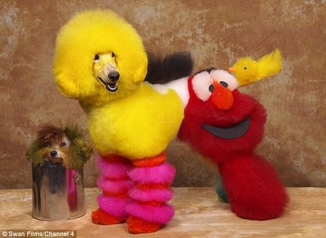 Cat Opson, a dog groomer competing in extreme dog grooming competition, entered this Sesame Street design in 2012 Anjing Poodle, Creative Dog Grooming, Creative Grooming, Poodle Grooming, Dog Haircuts, Poor Dog, Street Dogs, Standard Poodles, Dog Costume