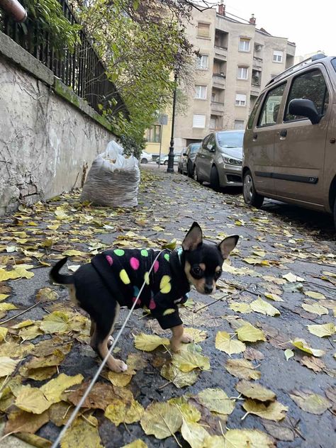 Black And Tan Chihuahua, Black And Brown Chihuahua, Chihuahua Black, Brown Chihuahua, Puppy Black, Black Chihuahua, Gemini Life, Chihuahua Puppy, Cute Chihuahua