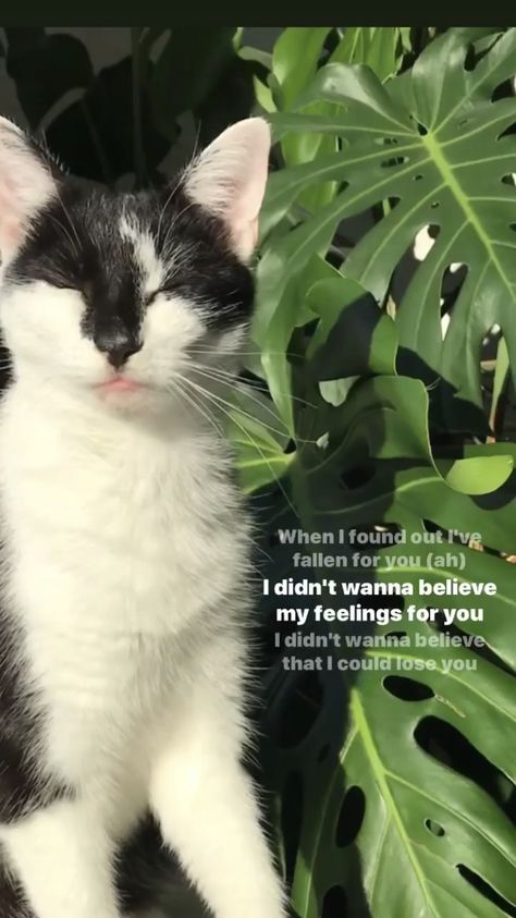 Photo cat + song “fallen for you” Cat Songs For Insta Story, Cat Ig Story, Cat Insta Story, Cat Song, Cat Captions, Cat Vet, Photo Cat, My Feelings For You, International Cat Day