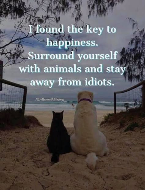 Key To Happiness, Night Wishes, Animal Quotes, Dog Quotes, Quotable Quotes, A Quote, Wise Quotes, Animals Friends, I Love Dogs