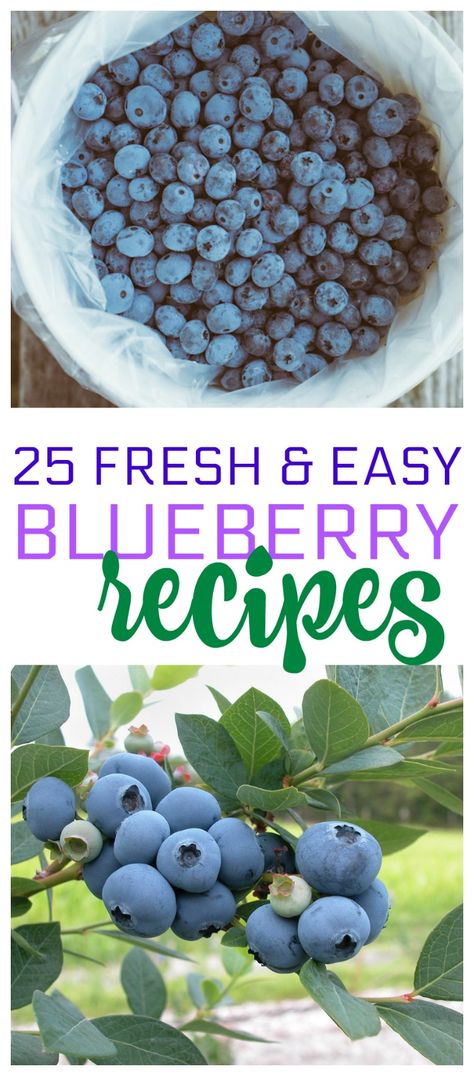 Recipe For Blueberries, Ideas For Blueberries, Blueberry Food Recipes, Things To Make With Fresh Blueberries, Christmas Blueberry Recipes, What Can You Make With Fresh Blueberries, Fresh Blueberry Desserts Easy, Recipes For Fresh Blueberries, Best Blueberry Recipes