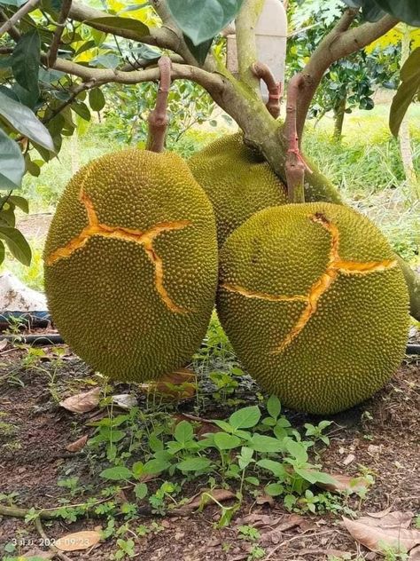 Jackfruit Tree, Fruit Paradise, Fruits And Vegetables Pictures, Rose Plant Care, Food Forest Garden, Jack Fruit, Fruit Or Vegetable, Vegetable Pictures, Fruit Diet