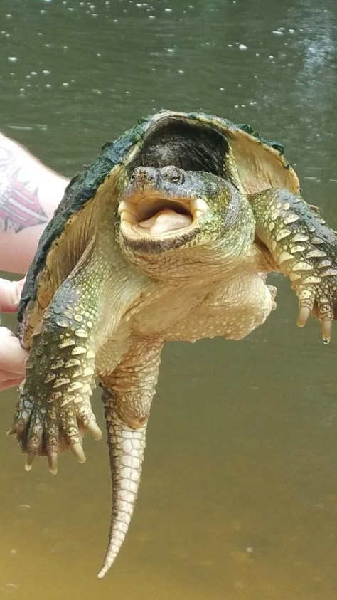 Alligator Turtle, Snap Turtle, Turtle Background, Common Snapping Turtle, Alligator Snapping Turtle, Sea Turtle Pictures, Animal Infographic, Snapping Turtle, Tortoise Turtle