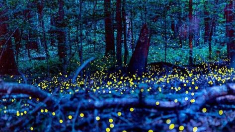 RoadTrip: Synchronous Fireflies at Congaree National Park Synchronous Fireflies, Congaree National Park, Cedar Creek, Smoky Mountain National Park, Flash Photography, Natural Phenomena, Smoky Mountains, Firefly, Hiking Trails