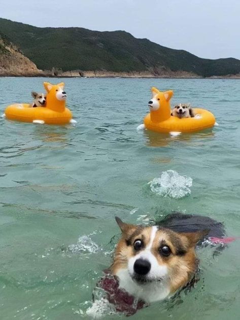 Cute Corgi Puppy, Corgi Funny, Corgi Puppy, Cute Corgi, 웃긴 사진, Silly Animals, Corgi Dog, Cute Animal Photos, Funny Animal Memes