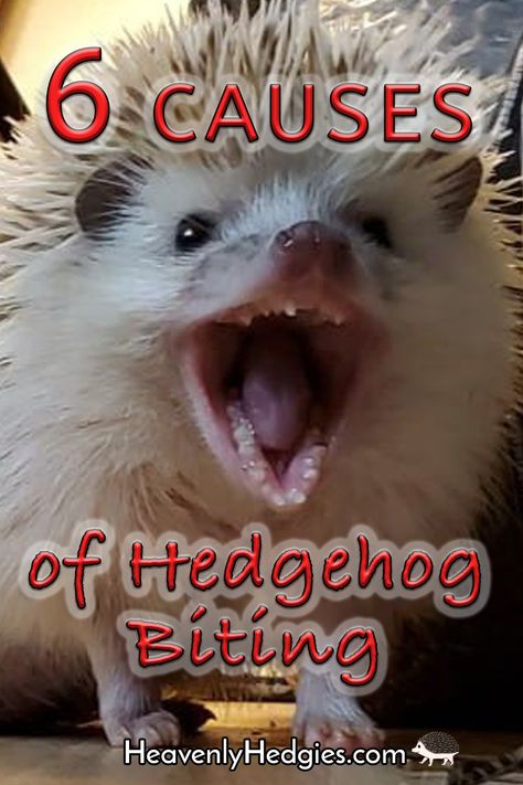 What could cause your hedgehog to bite you? Find out what you need to know.. . . . . . . #hedgehogs #hedgie #hedgehogbit #hedgehogbites #hedgiebiting #hedgehogbiting #hedgehogbehavior #hedgehogchomps || #heavenlyhedgies @heavenlyhedgies Hedgehog Enclosure Diy, Hedge Hog Cage Ideas, Toys For Hedgehogs, Hedgehog Toys Ideas, Pet Hedgehog Cage, Hedgehog Cage Setup, Hedgehog Habitat Ideas, Diy Hedgehog Cage, Diy Hedgehog Toys