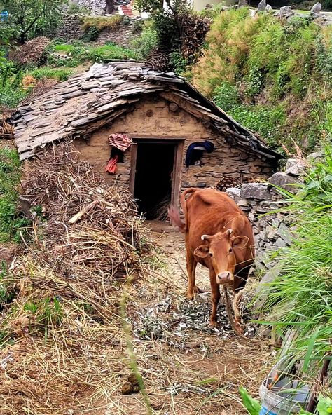 Photo taken of a cow shed in Ransi Village, Ukhimath, Rudraprayag. . . #mountains #nature #travel #landscape #hiking #photography #naturephotography #rudraprayag #travelphotography #mountain #photooftheday #landscapephotography #naturelovers #ransivillage #wanderlust #tghimalayanjourney #trekking #explore #instagood #sky #outdoors #uttarakhand #travelgram #tghj #beautiful #uttarakhandheaven #tghjourney #mountainlovers #thegreathimalayanjourney #village Cow Shed, Hiking Photography, Travel Landscape, A Cow, Nature Travel, Himalayan, Trekking, Landscape Photography, Travel Photography