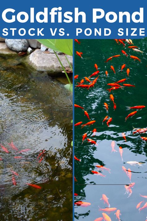 As ornamental, cold-water fish, domesticated goldfish are quite low-maintenance. With optimal pond conditions between stock and size, they can thrive for years, providing lasting enjoyment. #goldfishpond # nature #pondinformer Goldfish Pond Ideas, Container Fish Pond, Goldfish Breeding, Common Goldfish, Fish Pond Gardens, Goldfish Pond, Outdoor Water Features, Outdoor Ponds, Pond Fish